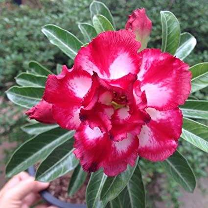 10-เมล็ด-เมล็ดพันธุ์-bonsai-ชวนชม-สายพันธุ์ไต้หวัน-สีชมพู-adenium-seed-กุหลาบทะเลทราย-desert-rose-ราชินีบอนไซ-มีคู่มือปลูก-นำเข้าจากไต้หวัน