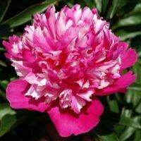 20 เมล็ด เมล็ดโบตั๋น ดอกโบตั๋น ดอกพีโอนี (Peony) สีชมพู Celebrity ดอกไม้นี้​เป็นสัญลักษณ์ของความมั่งคั่งร่ำรวย ความซื่อสัตย์ อัตรางอกสูง 70-80 %