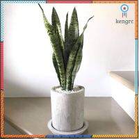 ลิ้นมังกร(Snake Plant) มี3สายพันธุ์ (ต้นไม้ฟอกอากาศ) ต้นสูง25-35ซม. พร้อมกระถางปูน6"+จานรอง+หิน+ขาตั้ง สินค้ามีจำนวนจำกัด