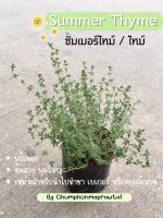 ไทม์/ซัมเมอร์ ไทม์ /Summer Thyme (ไม่มีขั้นต่ำการสั่งซื้อ) ราคาถูกที่สุด! ค่าส่งเริ่มต้นที่ 35 บาท!