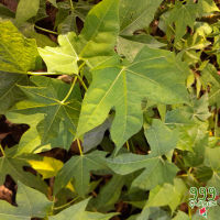 ต้นผักไชยา หรือ ต้นคะน้าเม็กซิโก ลดไตเสื่อม (ต้นมะละกอกินใบ ต้นผงชูรส spinach tree) 999garden