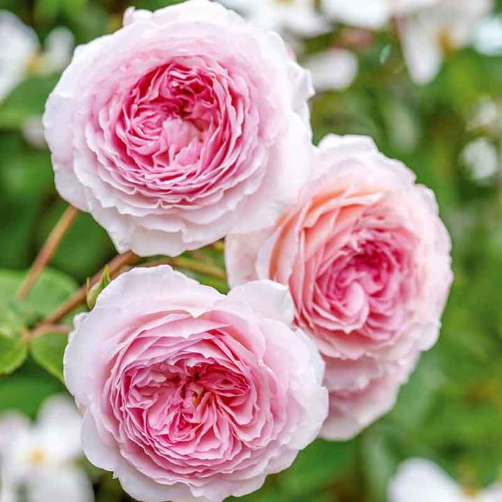 30-เมล็ด-เมล็ดพันธุ์-james-galway-สายพันธุ์อังกฤษ-ดอกกุหลาบ-นำเข้าจากอังกฤษ-ดอกใหญ่-พร้อมคู่มือปลูก-english-rose-seed