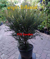 MANUKA NEW ZEALAND TREE - Leptospermum scoparium / 10" pot ต้นมานูก้า นิวซีแลนด์