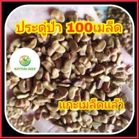 Nadtida เมล็ดพันธุ์ 100 เมล็ด ต้นประดู่ป่า ไม้มงคล ไม้มูลค่าสูง เมล็ดประดู่ป่า ประดู่ป่า ต้นไม้ตาย ระหว่างขนส่ง เคลมฟรี