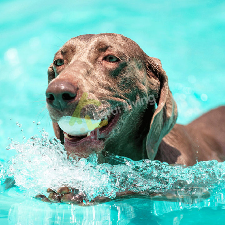 บอลสุนัข-ลูกบอลน้องหมา-ของเล่นสุนัข-บอลยาง-นุ่มเด้ง-ลอยน้ำได้-ลูกบอลยางกัด-ยางกัด-บอลฝึกสุนัข-สำหรับสัตว์เลี้ยง-มี-2-ขนาดให้เลือก
