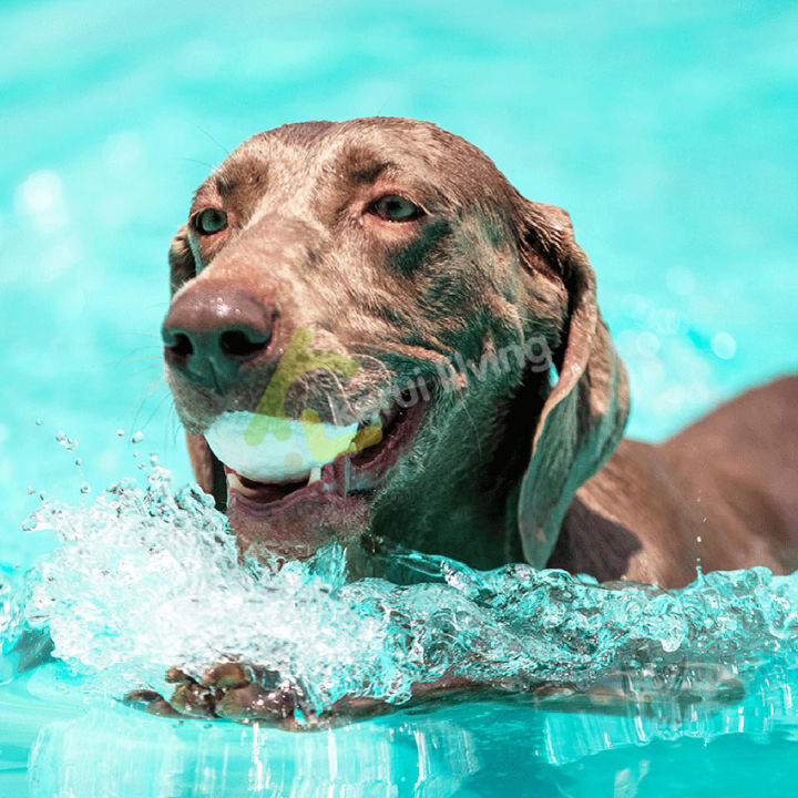 ลูกบอล-บอลยาง-ของเล่นหมา-dog-ball-toy-ของเล่นขัดฟัน-ลูกบอลยางกัด-บอลหมา-ของเล่นสุนัข-ของเล่นสัตว์เลี้ยง-ทนทานต่อการกัด-บอลโยนสุนัข-มี-2-ขนาด