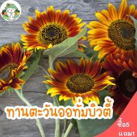 เมล็ดพันธุ์ ทานตะวัน ออทั่มบิวตี้ 25 เมล็ด Autumn Beauty Sunflower เมล็ดพันธุ์นำเข้าแท้ 100% นำไปขยายพันธุ์ต่อได้