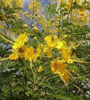 ขายถูก 120 เมล็ด เมล็ดหางนกยูงไทยสีเหลือง Flower fence Peacock’s crest มีชื่อเรียกอย่างอื่นว่า ขวางยอย จำพอ ซำพอ ซมพอ ส้มผ่อ ส้มพอ นกยูงไทย พญาไม้ผุ