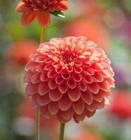 1 เหง้า/ชุุด รักเร่ Dahlia Bulb สายพันธุ์ ZUNDERT MYSTERY FOX หัวรักเร่ ดอกไม้ หัวหน่อ เหง้า นำเข้า เนเธอร์แลน หัวสดใหม่