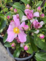 ต้นกุหลาบเมาะลำเลิง ( Pereskia grandifolia Haw. ) หรือ Rose Cactus สีชมพูอ่อน ในกระถาง 10นิ้ว