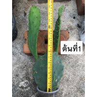 โอพันเทีย หูกระต่าย opuntia โอพันเทียทูน่า dillenii tuna ต้นโอพันเทีย หนามทอง กระบองเพชร แคคตัส cactus