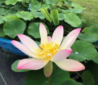 5 เมล็ด บัวนอก บัวนำเข้า บัวสายพันธุ์ Pink and Gold LOTUS สีชมพู ขาว สวยงาม ปลูกในสภาพอากาศประเทศไทยได้ ขยายพันธุ์ง่าย เมล็ดสด