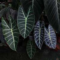 (New) - Alocasia Longiloba ไม้สำหรับนักสะสม ตกแต่งบ้าน สวน และคาเฟ่ ลักษณะใบเด่น ชัด และสวยมาก เป็นไม้หายากระดับหนึ่ง  "ขายเป็นหัวราก"