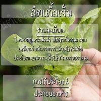 เมล็ดพันธุ์ ผักสลัด ลิตเติ้ลเจ็ม เมล็ด Little Gem Lettuce เมล็ดพันธุ์แท้ นำเข้าจากต่างประเทศ ปลูกผัก โตไว ปลูกง่าย  [ไม่ใช่พืช! เป็นเมล็ดพันธุ์] [คลังสินค้าจุด][ขายตรงจากโรงงาน][ของแท้อย่างเป็นทางการ][โปรโมชั่นลดราคา][50 เมล็ดพันธุ์][เมล็ดผลไม้][เมล็ดพันธ