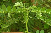 ขายส่ง 100 กรัม สมุนไพรหญ้าใต้ใบตากแห้ง Phyllanthus urinaria Linn.ลูกใต้ใบตากแห้ง สมุนไพร ออร์แกนิค ต้นใต้ใบ ไฟเดือนห้า มะขามป้อมดิน ชาหญ้าใต้ใบ