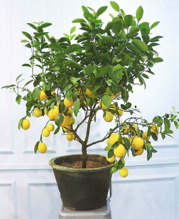 Dwarf Lemon Tree Plant Seed for Sale Rare Fruit Seed Fruits In Biji