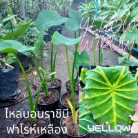 colocasia yellow widow  ไหลเยลโล่วิโดว์ 1 กระถาง เป็นต้นแยกหน่อ หัวเหง้า ส่งพร้อมกระถาง