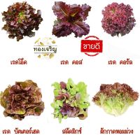 ชุดผักสลัดสีแดง [10 แถม 1]?ถูกที่สุด 10 บ.?เมล็ดพันธุ์ผักสลัดสีแดง 50-100 เมล็ด? ขายดีที่สุด?งอกดี?ทานอร่อย