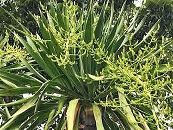 ขายส่ง-100-เมล็ด-เมล็ดจันผา-dracaena-cochinchinensis-จันทร์ผา-จันทร์แดง-ลักกะจันทน์-จันผาด่าง-ปาล์มประดับ-ไม้แปลกหายาก-ไม้ขุดล้อม-ไม้จัดสวน