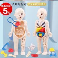 Human visceral organs structure model of the skeleton medical anatomy childrens early education science and education body furnishing articles assembled props