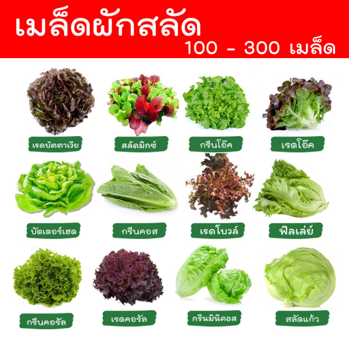 ผักสลัด-100-300-เมล็ด-เมล็ดผักสลัด-เมล็ดพันธุ์ผักสลัด-ไฮโดรโปนิกส์-homes