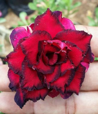 10 เมล็ด เมล็ดพันธุ์ Bonsai ชวนชม สายพันธุ์ไต้หวัน สีแดง Adenium Seed กุหลาบทะเลทราย Desert Rose ราชินีบอนไซ มีคู่มือปลูก นำเข้าจากไต้หวัน