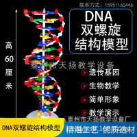 Large DNA double helix structure of DNA model model high school biology experiment teaching instrument equipment