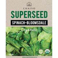 ขายดี !!! เมล็ด SPINACH-Bloomsdale (Organic) ปวยเล้ง