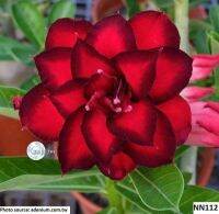 12 เมล็ด เมล็ดพันธุ์ ชวนชม Desert Rose สายพันธุ์ไต้หวัน ดอกสีแดง Adenium Seed  กุหลาบทะเลทราย Desert Rose ราชินีบอนไซ  อัตราการงอก 80-90% มีคู่มือปลูก