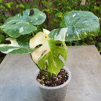 Monstera Thai Constellation  มอนสเตอร่า ไทคอนด่าง ใบกลม หูชิด หายากมาก "ราชินีแห่งใบไม้" ไม้ฟอกอากาศ