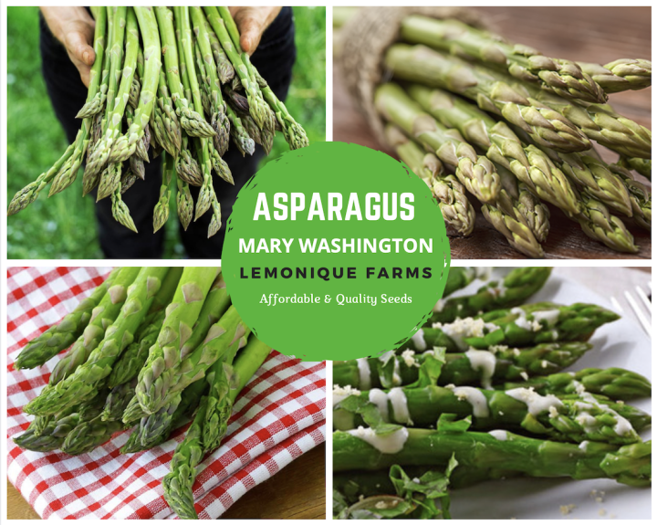 Asparagus Seeds Heirloom NONGMO Mary Washington Asparagus Seeds