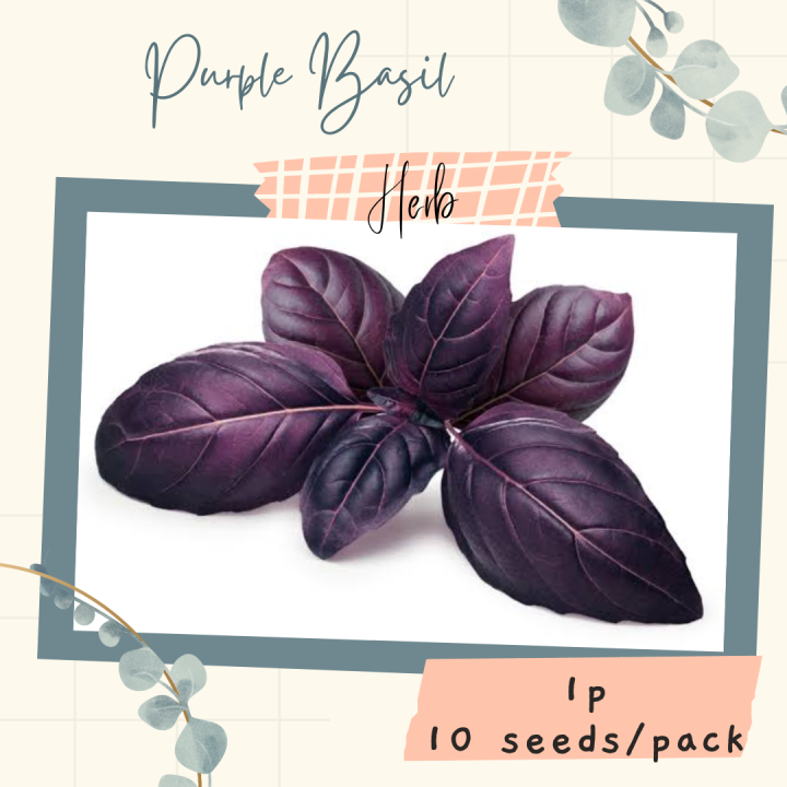 Purple BASIL Seeds for Planting 10 seeds HERB Lazada PH