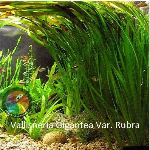 Aquatic Live Plants (Vallisneria Gigantea Var. Rubra) 43 Lazada