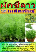 AGPV เมล็ดพันธุ์ ผักชีลาว แบ่งขาย ราคาต่อ1ซอง