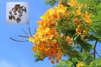 Plant Seeds เมล็ดพันธุ์ หางนกยูงฝรั่ง 30 เมล็ด สีเหลือง Flame Tree, Flamboyant, Royal Poinciana