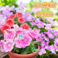 ? ดอกพิทูเนีย Petunia (คละสี)? 200  เมล็ด ดอกไม้ ?เมล็ดพันธุ์ดอกไม้