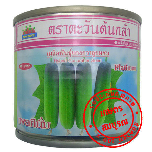 เมล็ดแตงกวา-พันธุ์-แพลทินั่ม-ตะวันต้นกล้า-50-กรัม-ผิวเขียวอ่อน-ผลยาว-11-13-ซม-ตรา