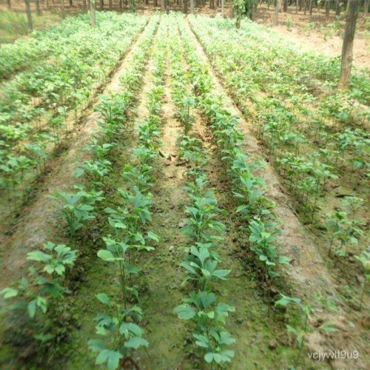 Ginkgo Seeds Ginkgo Garden Greening Seedlings Avenue Trees Golden Leaf