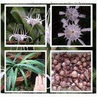 2 หัว หัวว่านเศรษฐีน้ำเต้าทอง ว่านมหามงคล ว่านระฆังทอง  Pancratium zeylanicum L เป็นว่านเสี่ยงทายเหมือนกัน