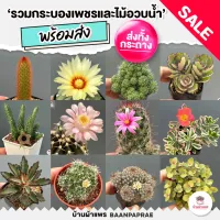 รวมกระบองเพชรและไม้อวบน้ำ หลายสายพันธุ์ ส่งทั้งกระถาง กุหลาบหิน cactus&succulent