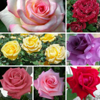 28 เมล็ด เมล็ดพันธุ์ Home Seed  ดอกกุหลาบ สีคละสี พันธุ์ดอกใหญ่ นำเข้า Rose Seeds