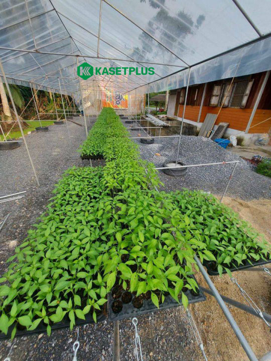 พลาสติกใส-พลาสติกโรงเรือน-พลาสติกคลุมโรงเรือน-greenhouse-ความหนา-0-20-มิล-หน้ากว้าง-6-เมตร-ยาว-2-เมตร