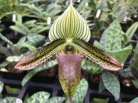 กล้วยไม้รองเท้านารี วาดิอาย Paphiopedilum wardii 1 ต้น ขนาดโตพร้อมที่จะให้ดอก