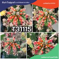 เมล็ดยิมโน "T31115" 1หลอด ได้150เมล็ด+++