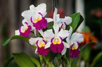 30 เมล็ดพันธุ์ Seeds เมล็ดกล้วยไม้ แคทลียา (Cattleya Orchids) Orchid flower seeds อัตราการงอก 80-85%