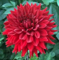 1 หัว/ออเดอร์ รักเร่ Dahlia rhizome สายพันธุ์ Hollyhill Samurai หัวรักเร่ ดอกไม้ หัวหน่อ เหง้า นำเข้า เนเธอร์แลน หัวสดใหม่