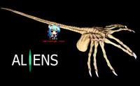 เอเลี่ยน เกาะหน้า Alien 3 Xenomorph face hugger 1/1 F vinyl model ไวนิล โมเดล ฟิกเกอร์ ฟิกเกอร์