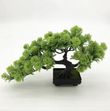 Cây Thông Bonsai Mini Giá Tốt T08/2023 | Mua Tại Lazada.Vn