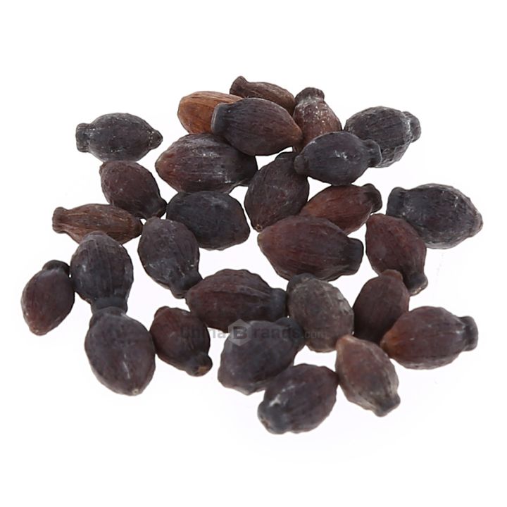 10-เมล็ดพันธุ์-มะลิซ้อน-jasmine-flower-seeds-มีคู่มือพร้อมปลูก-อัตราการงอกสูง-70-80