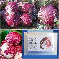 เมล็ดพันธุ์ แรดิชิโอ พอลล่าโรซ่า Radicchio Palla Rosa Seed 500 เมล็ด คุณภาพดี ราคาถูก ของแท้